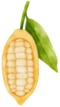 watercolor branch of cacao png