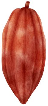watercolor cacao fruit png
