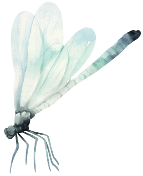 Dragonfly watercolor illustration png