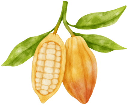 watercolor branch of cacao png