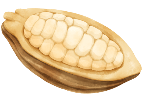 A Half of Cacao Watercolor hand-painted png