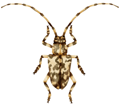 Bug watercolor painted png