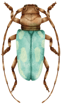 Bug watercolor painted png