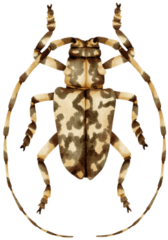 Bug watercolor painted png
