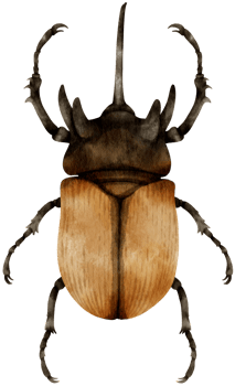 Beetle Bug watercolor painted png