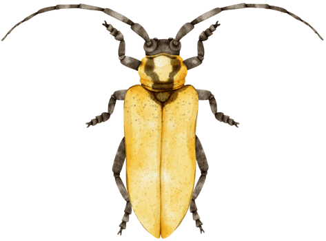 Bug watercolor painted png