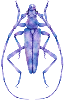 Bug watercolor painted png