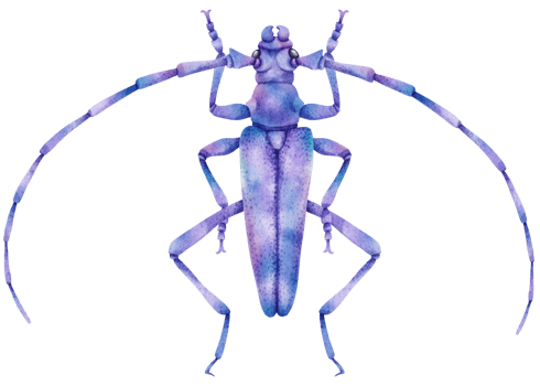 Bug watercolor painted png