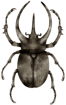 Beetle Bug watercolor painted png