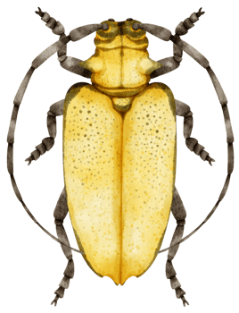 Bug watercolor painted png