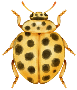 Ladybug watercolor painted png