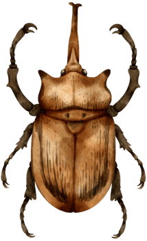 Beetle Bug watercolor painted png