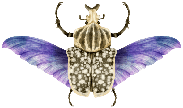 Beetle Bug watercolor painted png