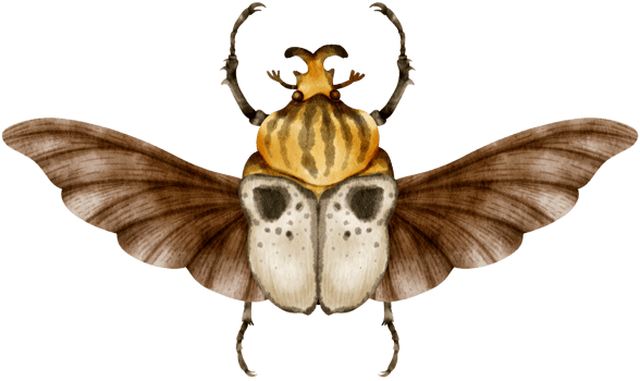 Beetle Bug watercolor painted png