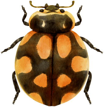 Ladybug watercolor painted png