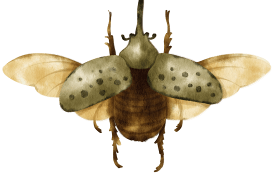 Beetle Bug watercolor painted png