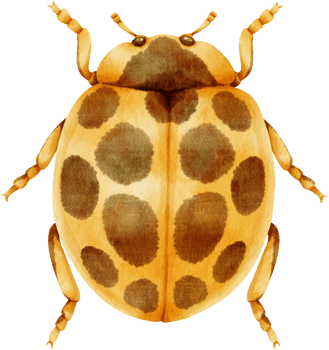 Ladybug watercolor painted png