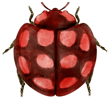 Ladybug watercolor painted png