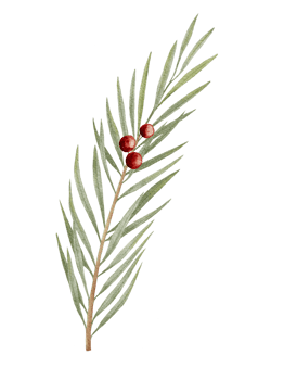 Watercolour hand paint Branch of juniper with red berries isolated on white, Nature element for Merry Christmas or New Year greeting card png