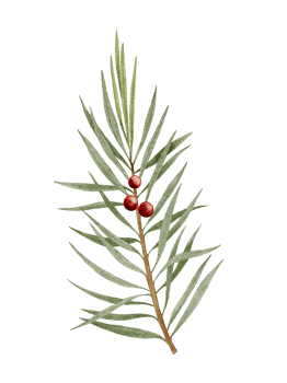 Watercolour hand paint Branch of juniper with red berries isolated on white, Nature element for Merry Christmas or New Year greeting card png