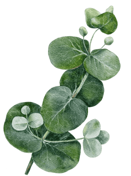 Watercolour hand painted Eucalyptus round shape on branches. Illustration Natural green leaves elements isolated,design for textile, card and background png
