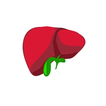 Illustration graphic of Liver. Good for analogical body of human, education, etc. vector
