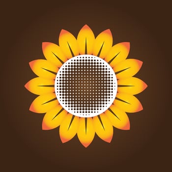 sunflower vector illustration