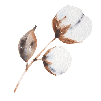 watercolor cotton flowers png