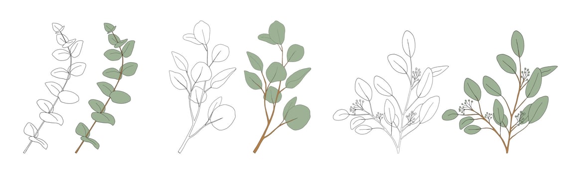 Eucalyptus leaves round shape on branches.Set Doodle Vector Illustration Natural green leaves elements, Eucalyptus Populus isolated on white background simple and cute design for greeting card