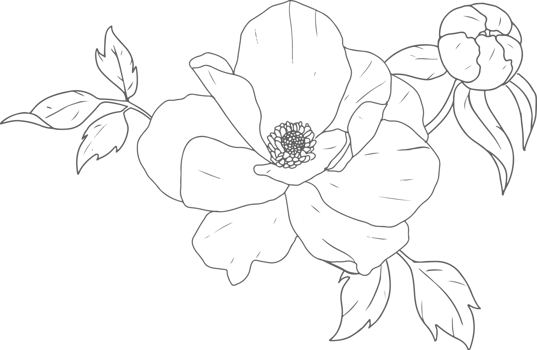 doodle line art peony flower bouquet elements png