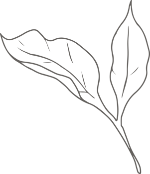 doodle line art peony flower elements png