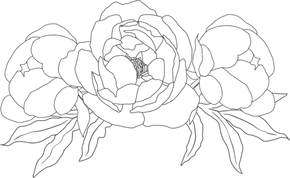 doodle line art peony flower bouquet elements png