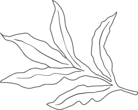 doodle line art peony flower bouquet elements png