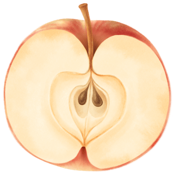 Apple Fruit Watercolor illustration png