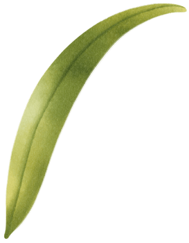 Berry Leaf Watercolor illustration png