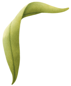 Berry Leaf Watercolor illustration png