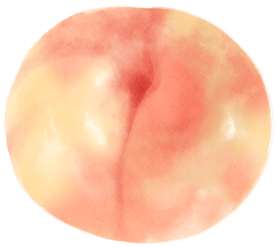 Peach Watercolor illustration png