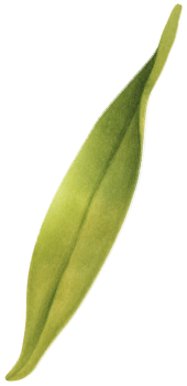 Berry Leaf Watercolor illustration png
