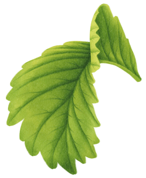 Berry Leaf Watercolor illustration png