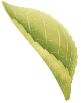Berry Leaf Watercolor illustration png