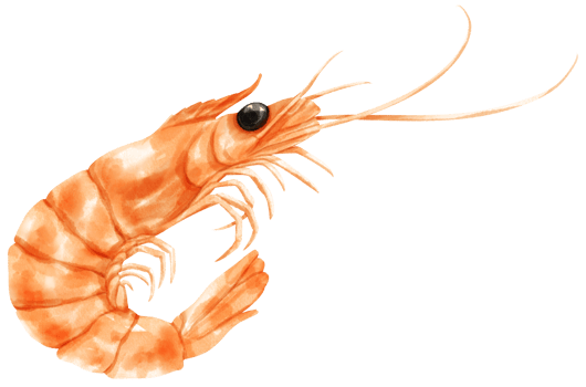 Prawn Seafood Watercolor illustration png