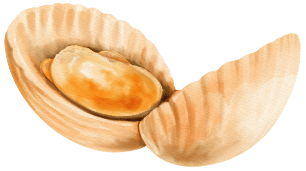 Shell Seafood Watercolor illustration png