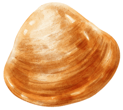 Shell Seafood Watercolor illustration png
