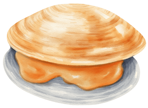 Shell Seafood Watercolor illustration png