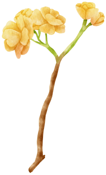 Yellow Flower Watercolor hand-painted png