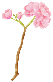 Pink Flower Watercolor hand-painted png
