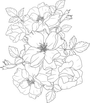 doodle line art rose flower bouquet elements png