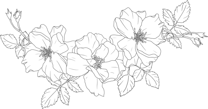 doodle line art rose flower bouquet elements png