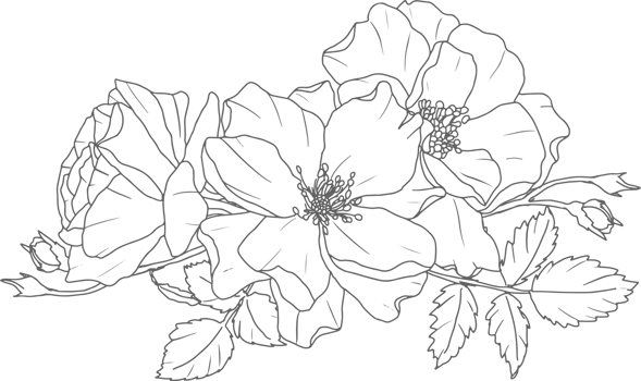 doodle line art rose flower bouquet elements png