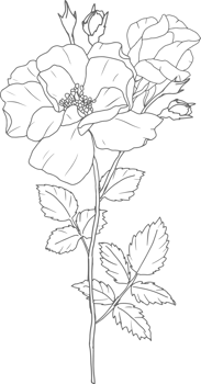 doodle line art rose flower bouquet elements png